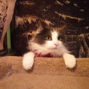 Meet your Posher, Samarah